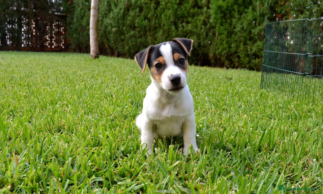 Jack Russell Terrier perros en venta: JACK RUSSELL - Anuncio 2
