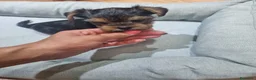 Yorkshire Terrier perros en venta: Yorkshire macho y hembra en Barcelona - Anuncio 3