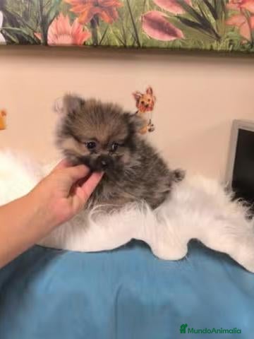Pomerania perros Cachorros Pomeranian - Anuncio 2