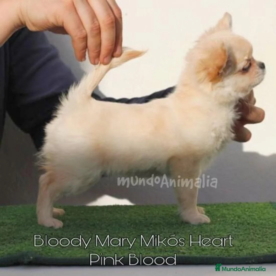 Imagen de galería {{count}}