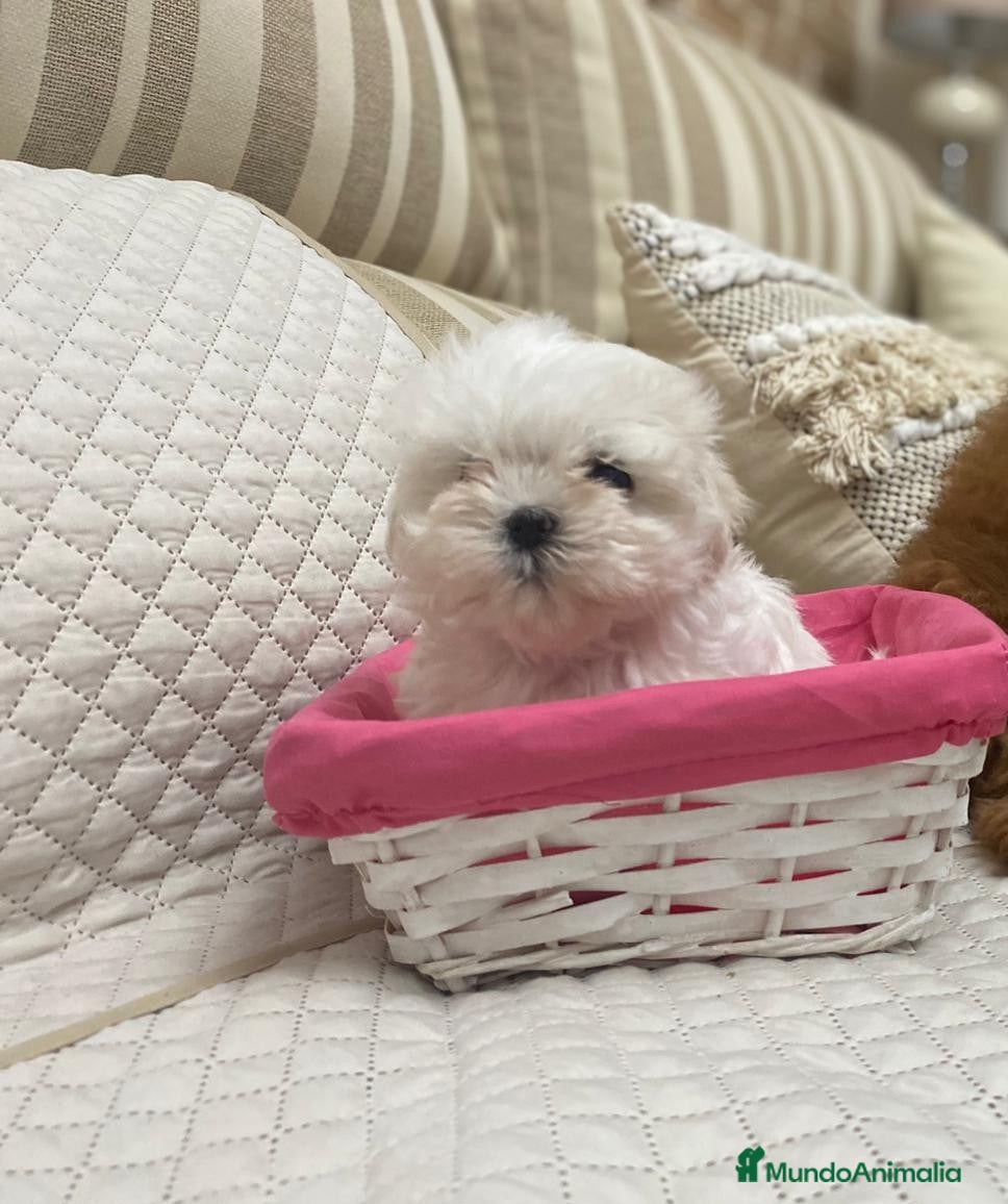 Coco 