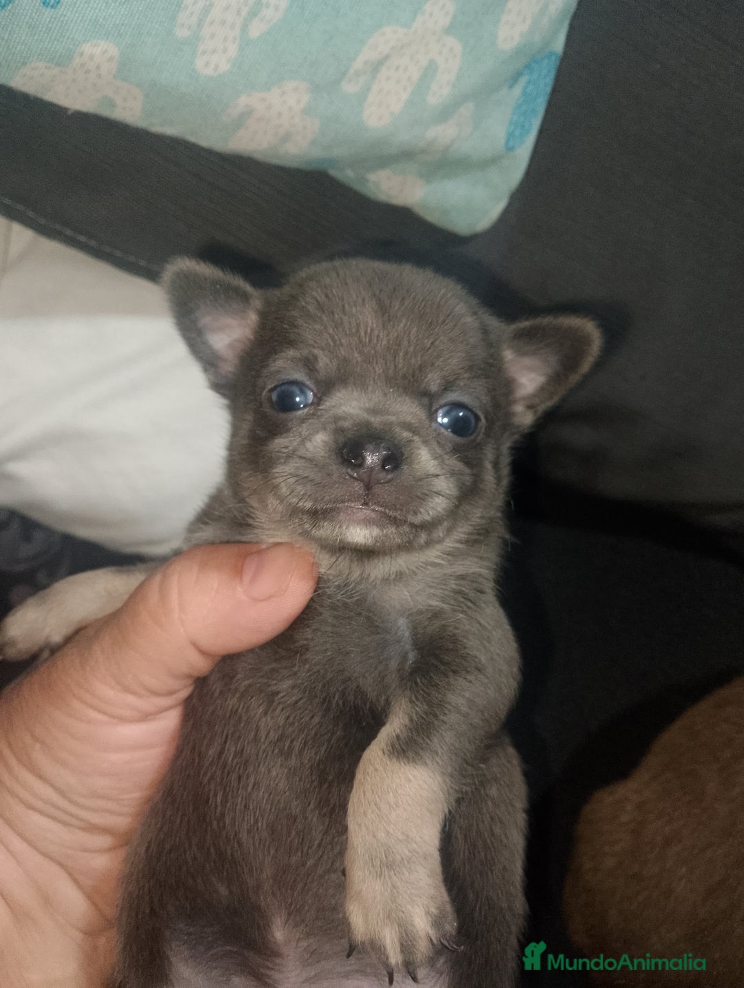 Chihuahua perros en venta: Preciosa camada de chihuahua a 600€ - Imagen 1