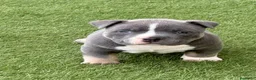 American Bully perros en venta: Camada American Bully  - Anuncio 4
