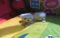 Bichón Maltés perros en venta: Bichón maltés  - Imagen 1