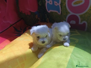 Bichón Maltés perros - Anuncio 13