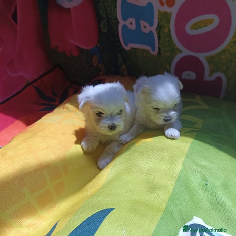 Bichón Maltés perros - Anuncio 1