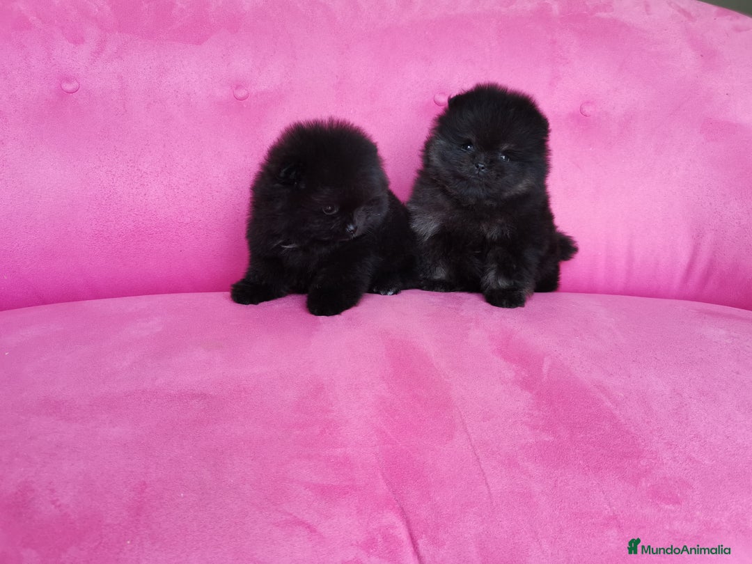Pomerania perros en venta: Pomerania auténtico hembras - Anuncio 2