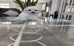 Bichón Maltés perros en venta: Cachorrito de bichon maltés macho - Imagen 4