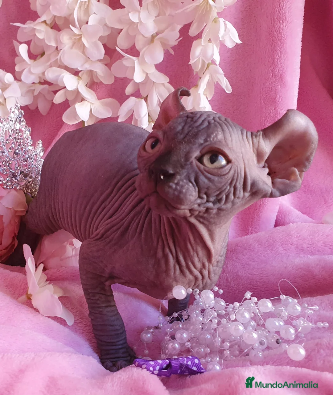 Sphynx gatos en venta: Encantadora Elfo en Madrid - Anuncio 2