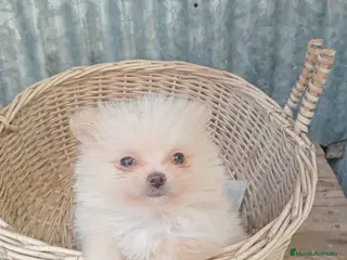 Pomerania perros Pomerania - Anuncio 39