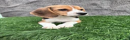 Beagle perros en venta: Precioso macho de Beagle  - Anuncio 16