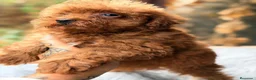Caniche Toy perros en venta: CANICHE TOY ROJO PIMENTÓN CALIDAD - Anuncio 3