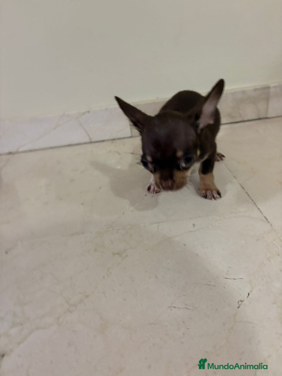 Chihuahua perros en venta: Chihuahua mini toy chocolate  - Anuncio 7