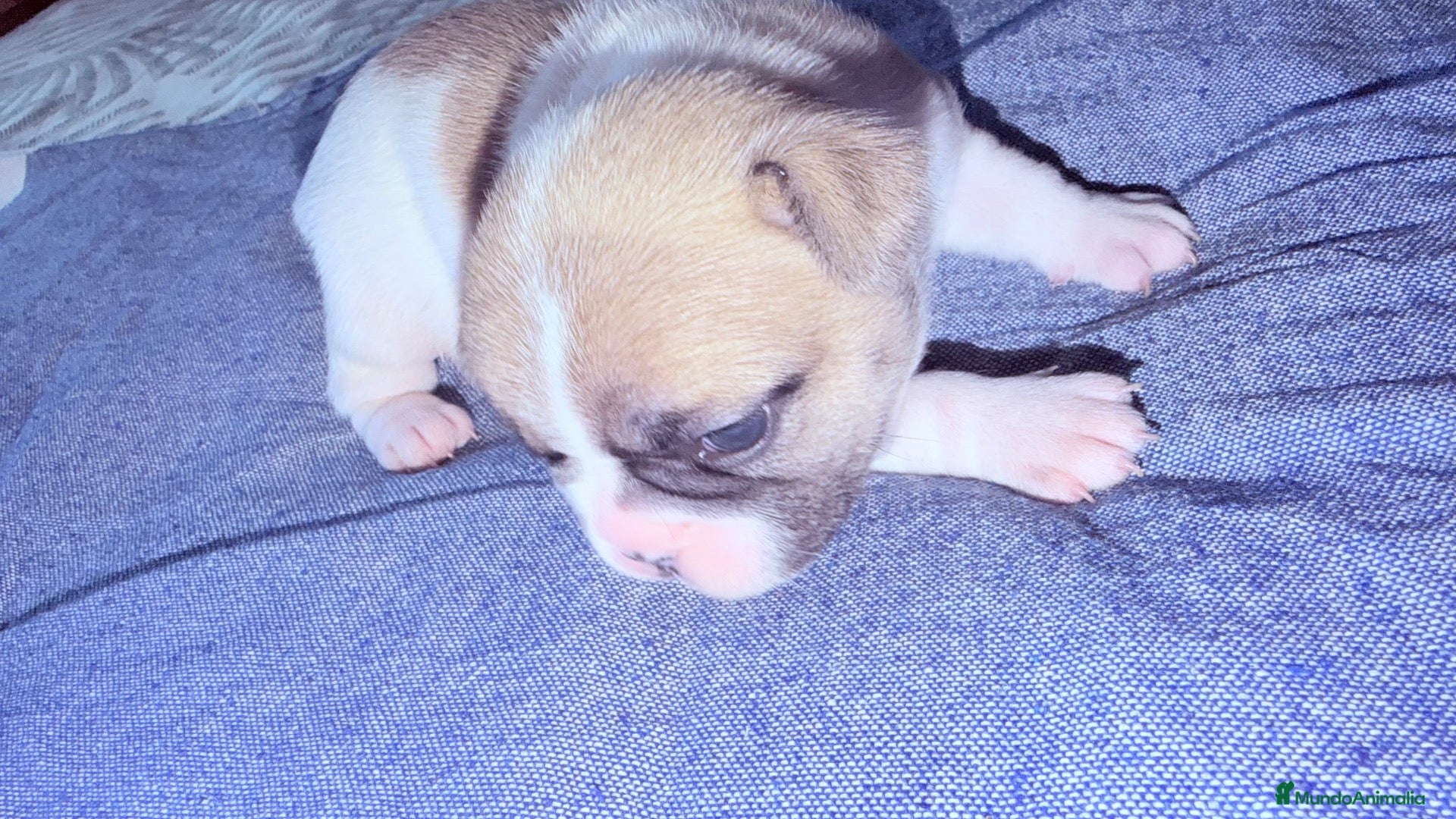 Bulldog Francés perros Cachorro bulldog frances - Anuncio 17