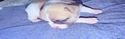 Bulldog Francés perros en venta: Cachorro bulldog frances - Anuncio 8
