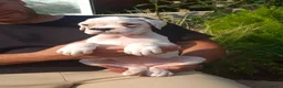 Boxer perros en venta: BOXER BLANCO - Anuncio 5