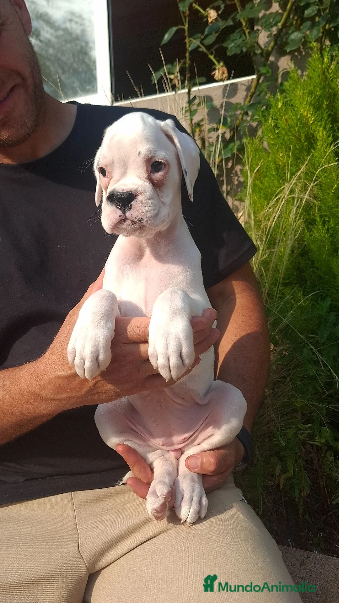 Boxer perros en venta: BOXER BLANCO - Anuncio 5