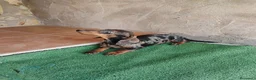 Teckel Miniatura perros en venta: Cachorra teckel arlequín plata  - Anuncio 1