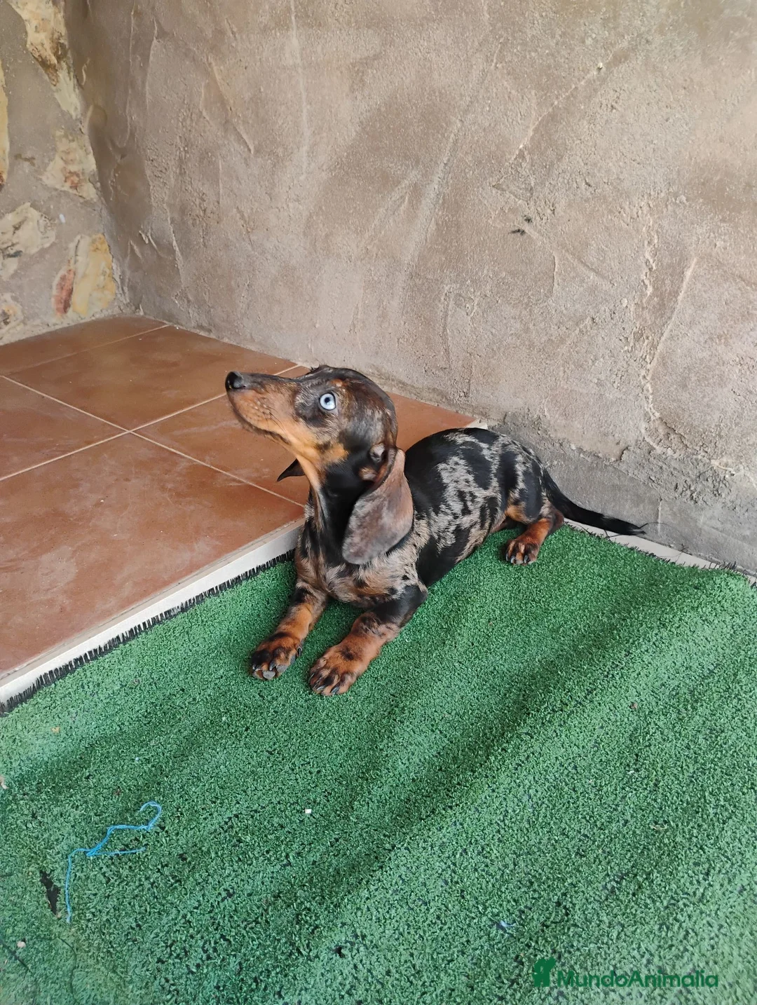 Teckel Miniatura perros en venta: Cachorra teckel arlequín plata  - Anuncio 1