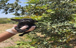 Chihuahua perros en venta: Hembra chihuahua negra  - Imagen 2