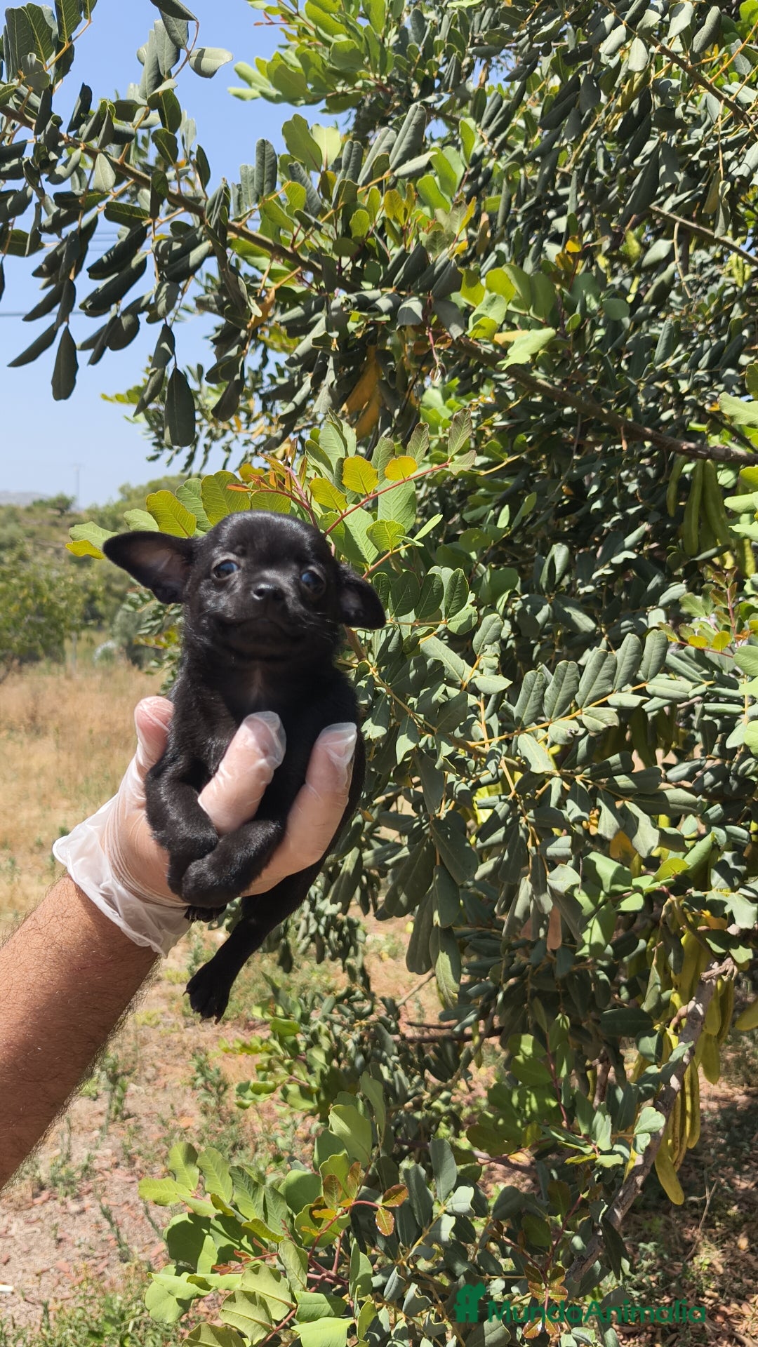 Chihuahua perros en venta: Hembra chihuahua negra  - Imagen 2