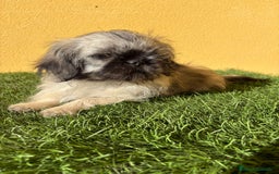 Pekinés perros en venta: Hembra de Pekines Imperial  - Imagen 15