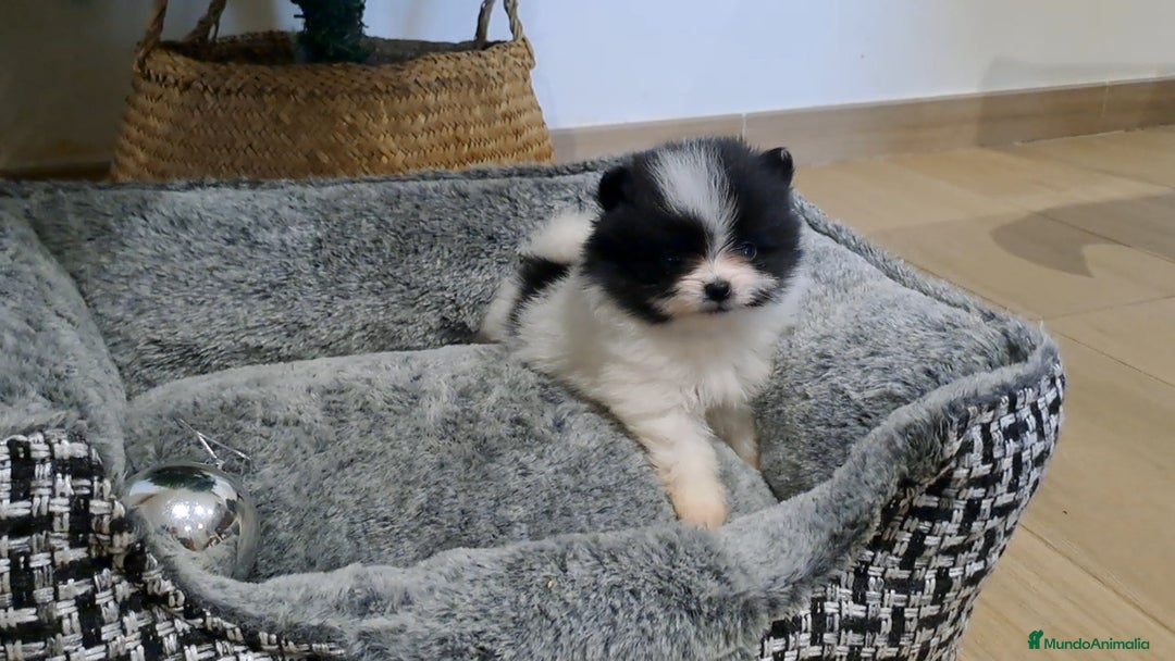 Pomerania perros en venta: Cachorrito Lulu de Pomerania Mini  - Anuncio 2