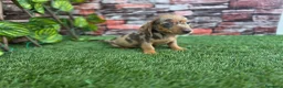 Teckel perros en venta: TECKEL KANNINCHEN & MINI ARLEQUIN - Anuncio 2