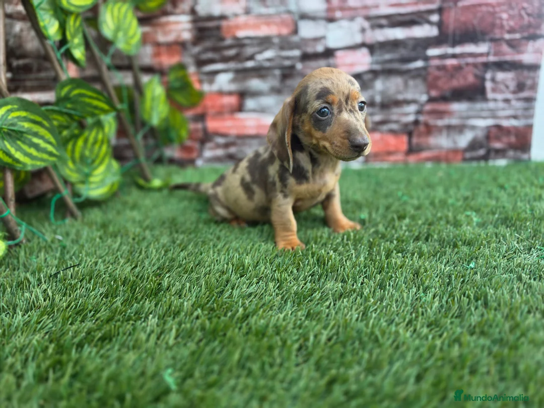 Teckel perros en venta: TECKEL KANNINCHEN & MINI ARLEQUIN - Anuncio 2