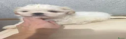 Shih Tzu perros en venta: Shihtzu mini en Curtis ,la Coruña  - Anuncio 1
