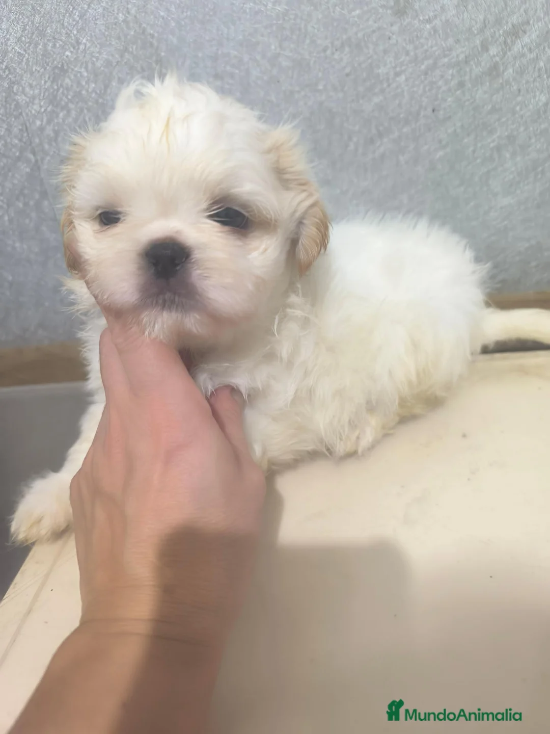 Shih Tzu perros en venta: Shihtzu mini en Curtis ,la Coruña  - Anuncio 1