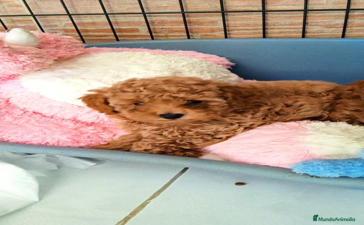 Caniche Toy perros - Anuncio 6