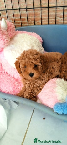 Caniche Toy perros - Anuncio 6