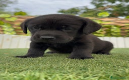 Labrador Retriever perros en venta: LABRADOR MACHO - Imagen 8