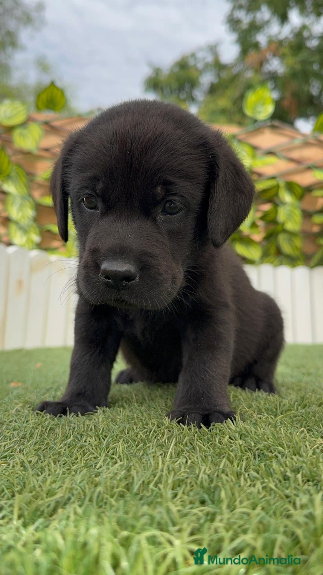 Labrador Retriever perros en venta: LABRADOR MACHO - Imagen 8