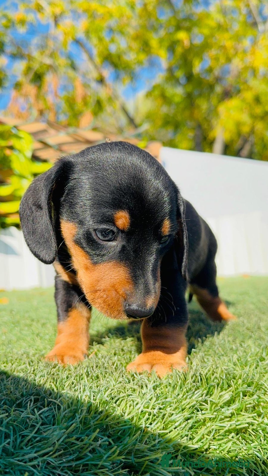 Teckel Miniatura perros en venta: TECKEL MINIATURA  - Anuncio 33