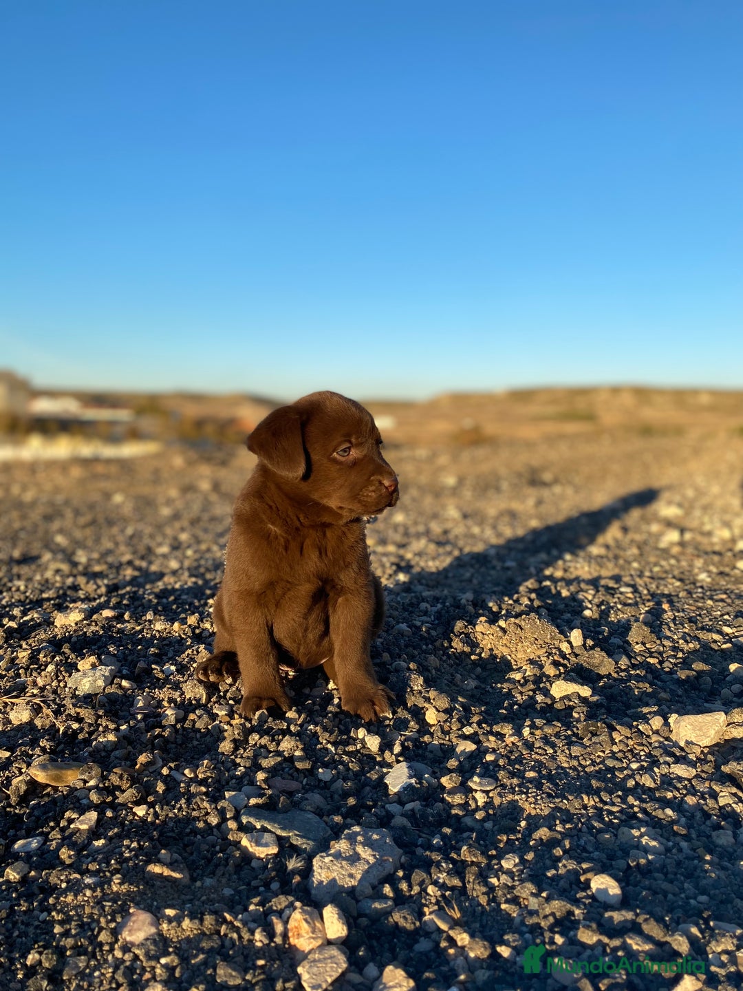 Labrador Retriever perros en venta: Cachorros de Labrador Retriever chocolates - Anuncio 4