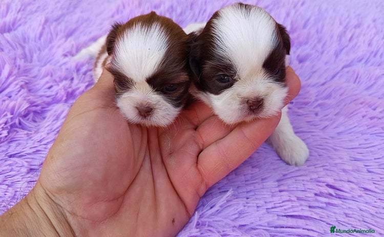 Shih Tzu perros - Anuncio 4