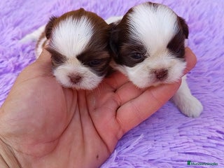 Shih Tzu perros - Anuncio 2