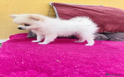 Pomerania perros en venta: Pomerania toy macho blanco  - Imagen 10