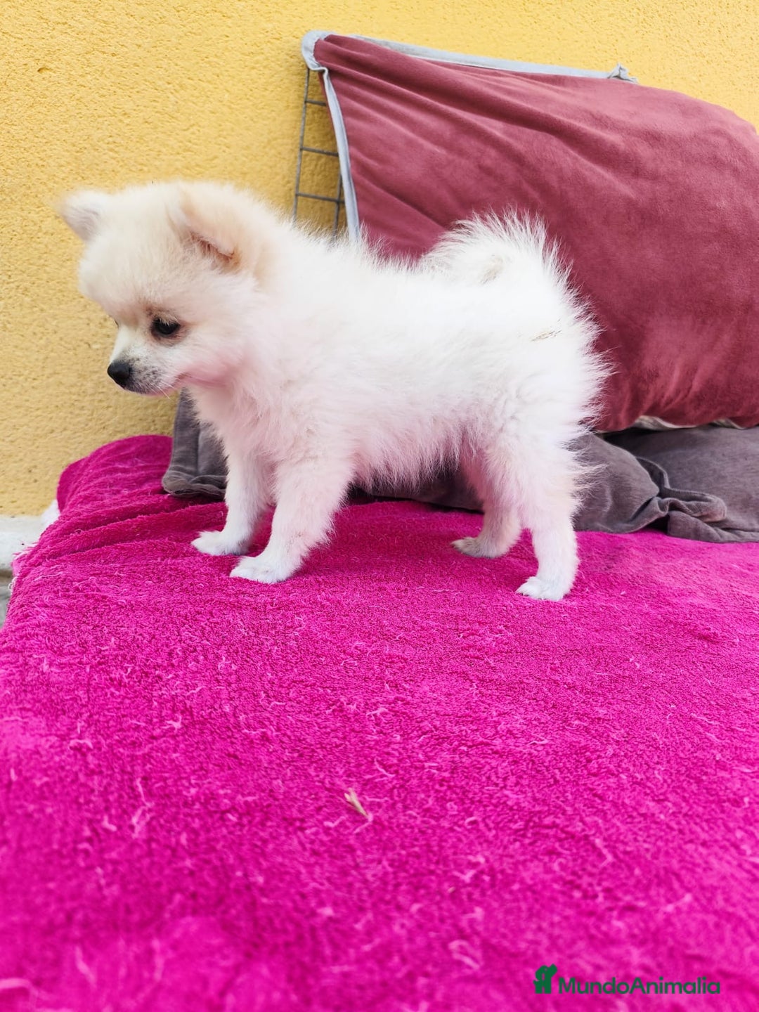 Pomerania perros en venta: Pomerania toy macho blanco  - Imagen 10
