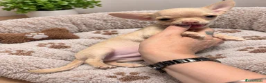 Chihuahua 1