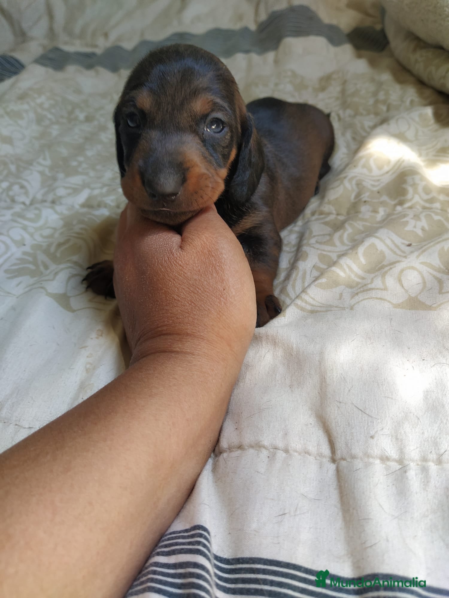 Teckel perros Teckel macho💙🐾 - Anuncio 1