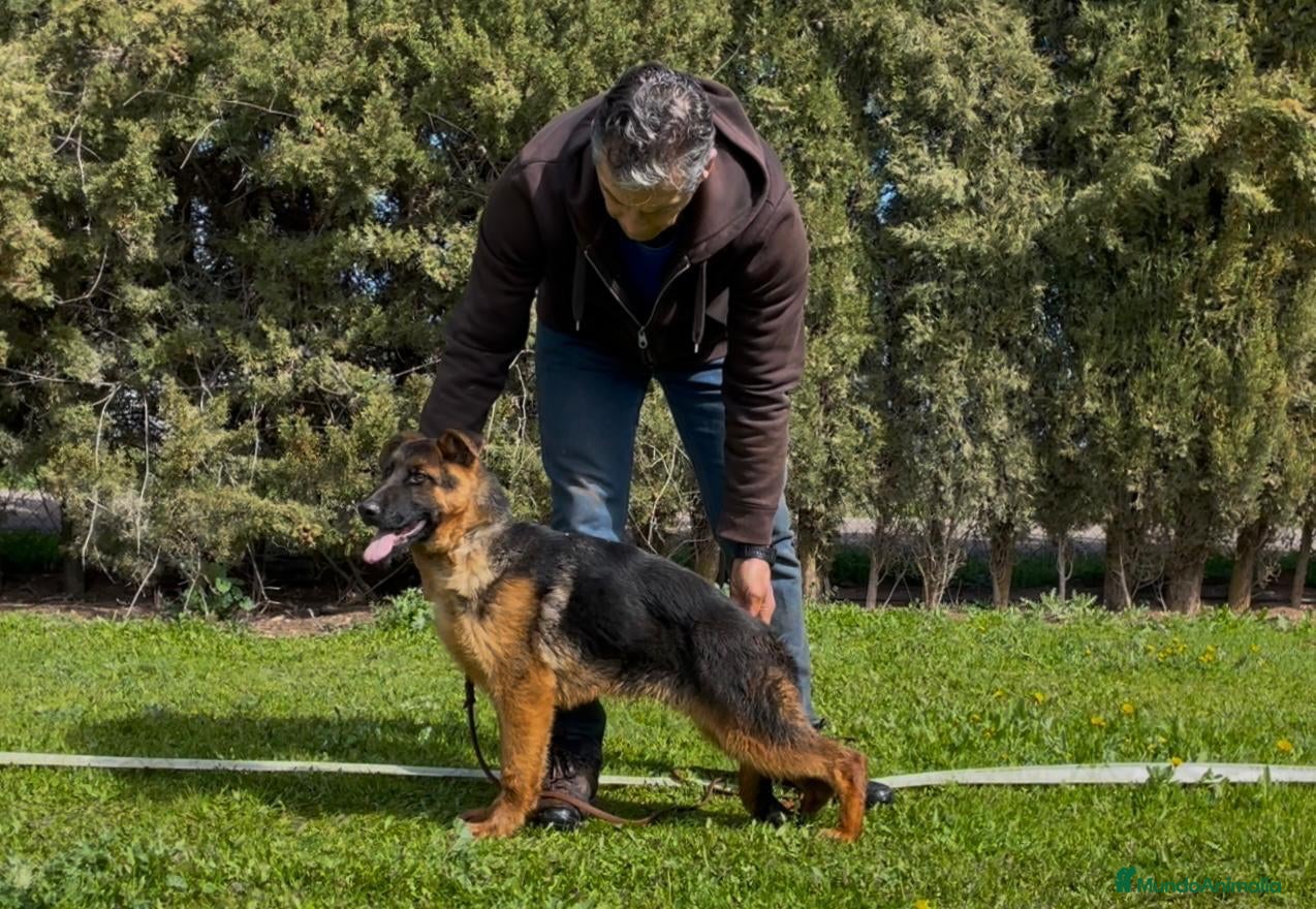 Pastor Alemán perros PASTOR ALEMAN MACHO - Anuncio 12