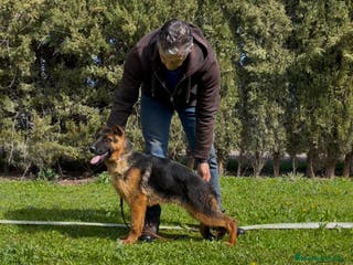 Pastor Alemán perros PASTOR ALEMAN MACHO - Anuncio 14
