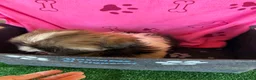 Shih Tzu perros en venta: Shihtzu hembras tricolor - Anuncio 4