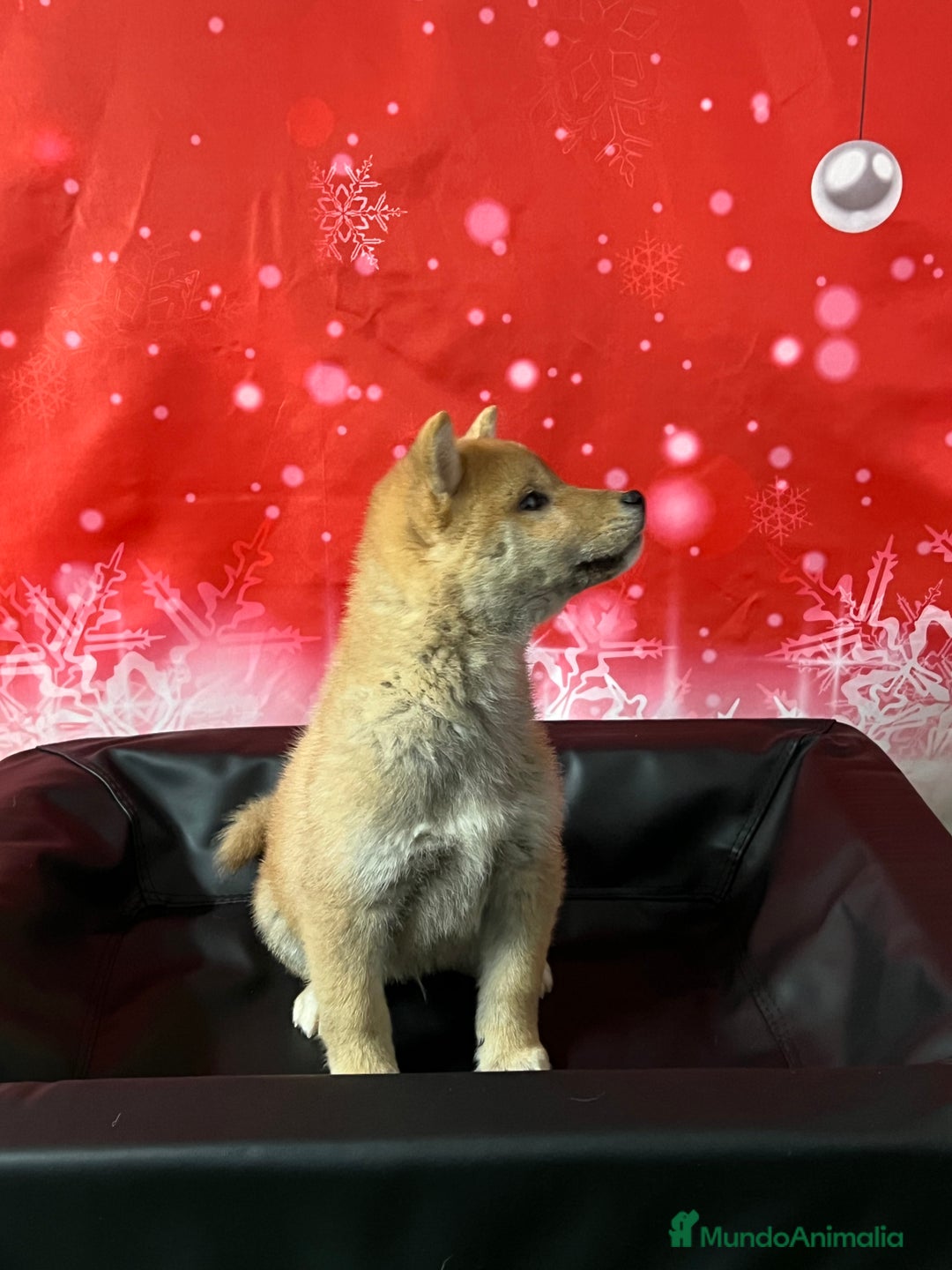 Shiba Inu perros en venta: SHIBA cachorros calidad  - Anuncio 5