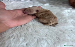 Caniche Toy perros en venta: CANICHE TOY HEMBRA - Imagen 6