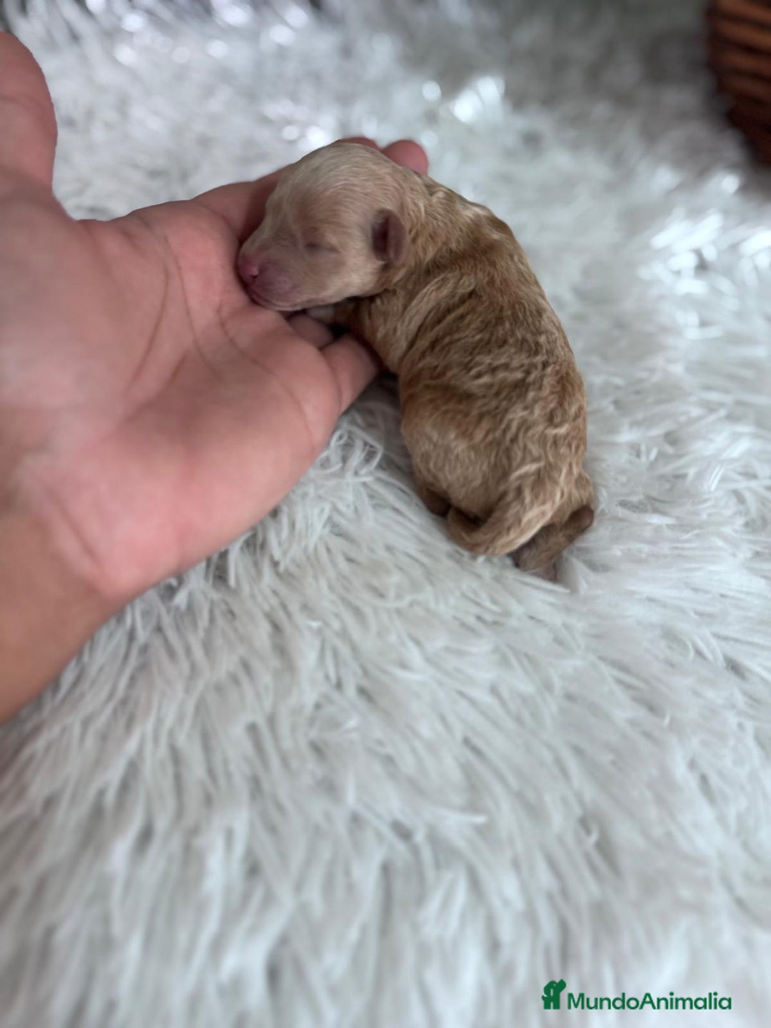 Caniche Toy perros en venta: CANICHE TOY HEMBRA - Imagen 6