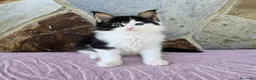 Maine Coon gatos en venta: Camada de Gatitos Maine Coon - Anuncio 3